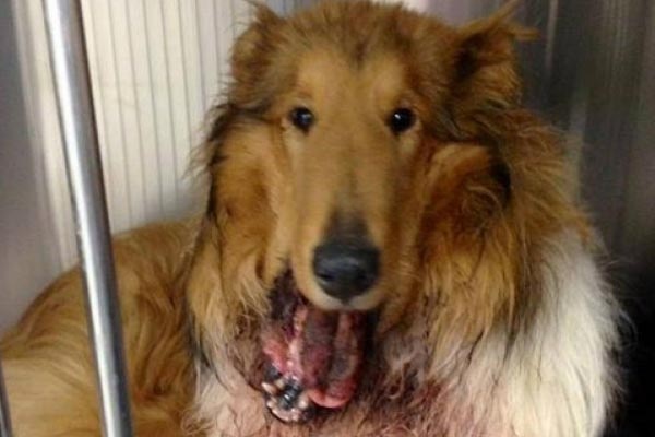 Tertembak di Wajah, Anjing Collie Kehilangan Rahang