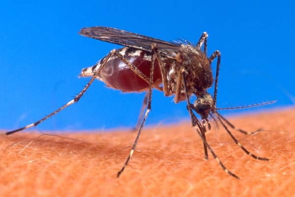 Melawan Nyamuk Demam Berdarah dengan Nyamuk