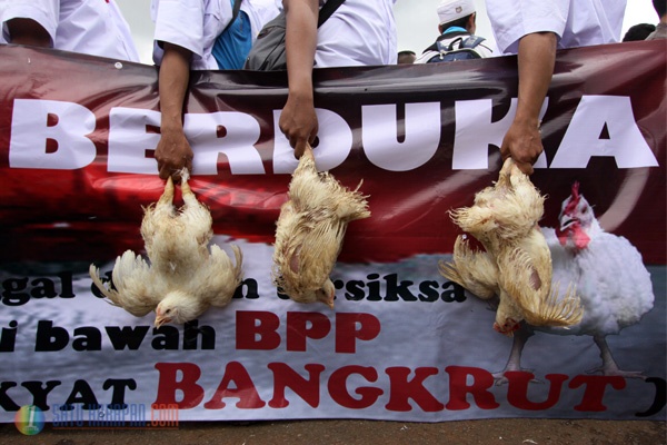 Ratusan Peternak Ayam Demo di Seberang Istana Negara