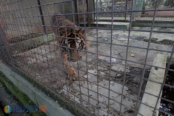 Menengok Perawatan Harimau Sumatera