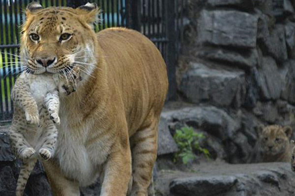 Liliger, Fenomena Kawin Silang Harimau dengan Singa