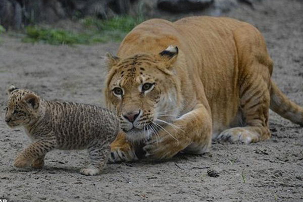 Liliger, Fenomena Kawin Silang Harimau dengan Singa