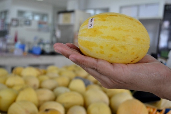 Peneliti UGM Kembangkan Melon Seukuran Apel