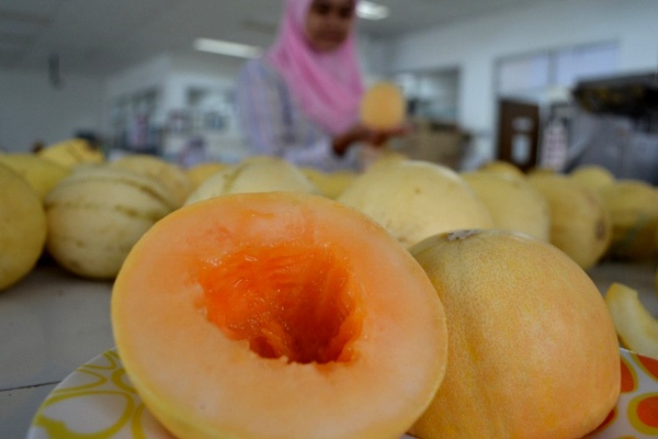 Peneliti UGM Kembangkan Melon Seukuran Apel