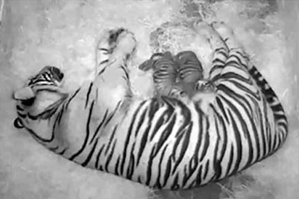 Dua Harimau Sumatera Lahir di Kebun Binatang Amerika