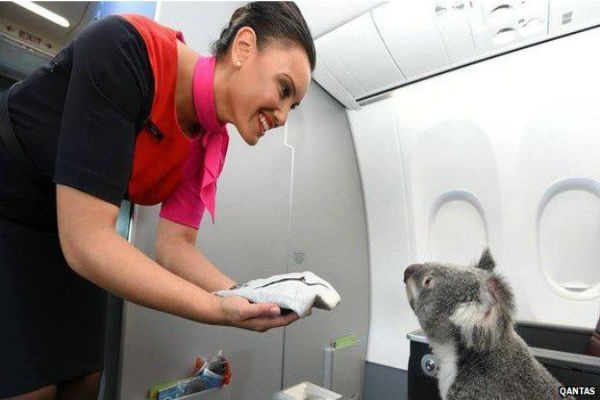 Qantas Beri Penerbangan Kelas Satu untuk Koala