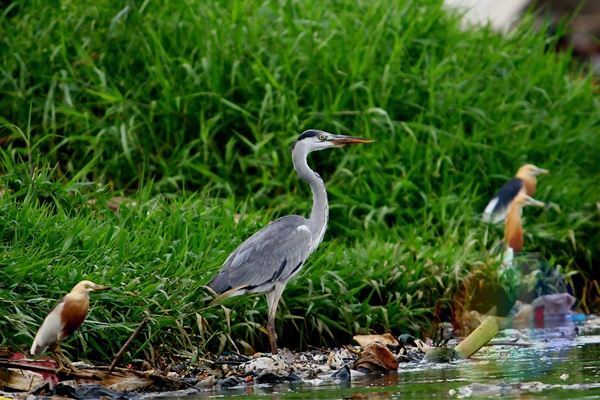 Nasib Burung Air di Pesisir Pantai Jakarta