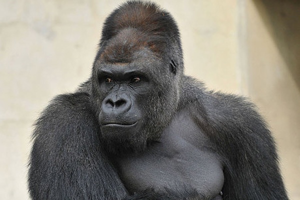 Gorila ‘Tampan’ Tarik Banyak Pengunjung Wanita