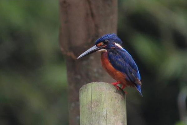 Mengabadikan Burung-burung di Jakarta yang Masih Tersisa