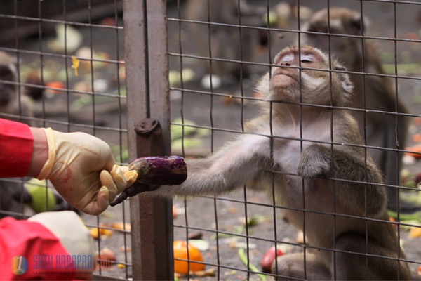 Monyet Ekor Panjang Hasil Razia Topeng Monyet di Jakarta