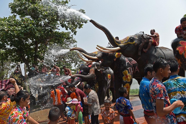 Nasib Gajah di Dunia Terancam Akibat Perdagangan Gading