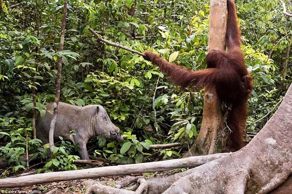 Orangutan Borneo, Kian Tersingkir dari Habitatnya