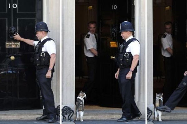 PM Inggris Datang dan Pergi, Tapi Larry Kucing Tetap Tinggal