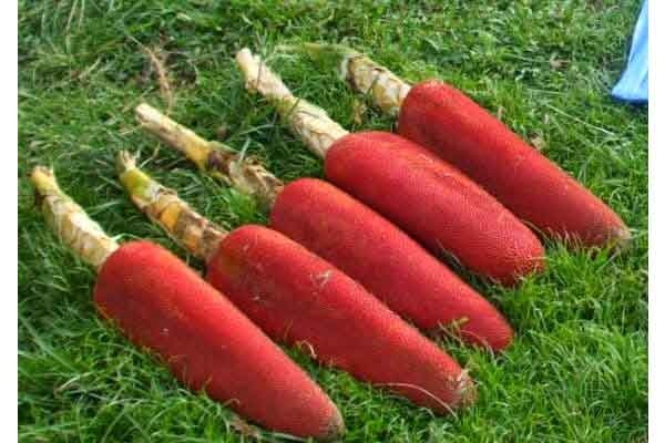 Buah merah adalah jenis tanaman langka yang bermanfaat sebagai obat habitat asli buah merah adalah