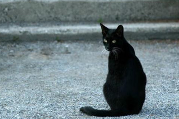 Pemerintah Prancis Peringatkan Warganya Perihal Penyakit Rabies pada Kucing Mati