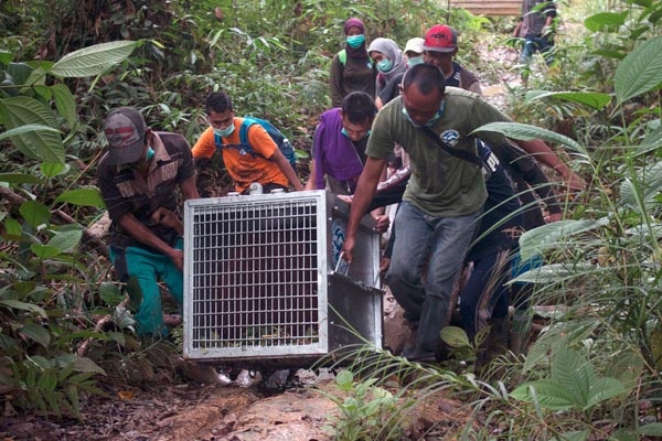 3 Orangutan Dilepasliarkan di Taman Nasional Gunung Palung