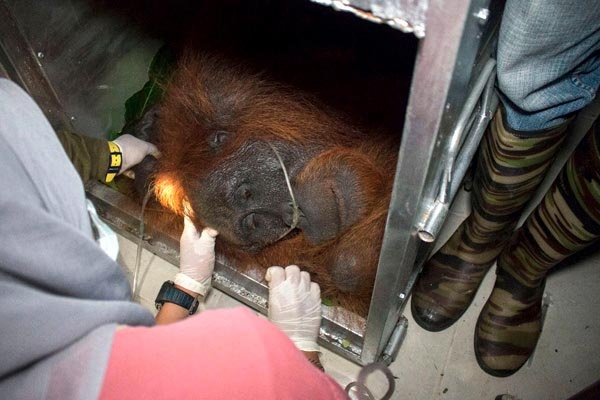 3 Orangutan Dilepasliarkan di Taman Nasional Gunung Palung