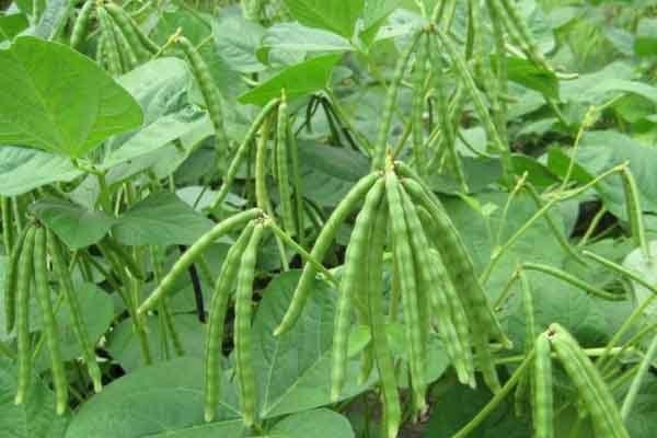  Kacang  Hijau  Sumber Protein Nabati Penangkal Anemia 