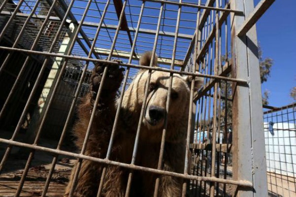 Seekor Beruang dan Singa di Kebun Binatang Mosul Diselamatkan