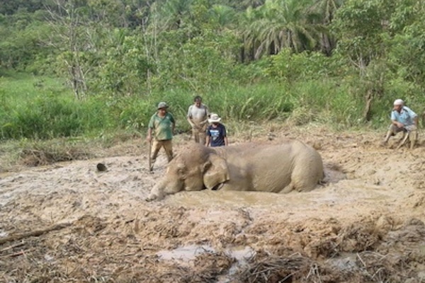 Upaya Penyelamatan Gajah Winggo oleh CRU Alue Kuyun