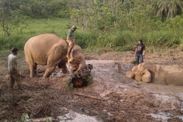 Upaya Penyelamatan Gajah Winggo oleh CRU Alue Kuyun