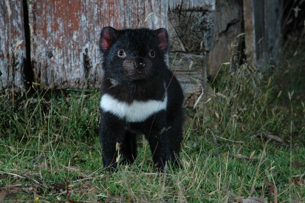 Populasi Tasmanian Devil Merosot, Ekosistem Ikut Berubah