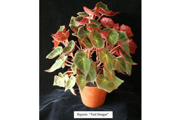 Begonia “Tuti Siregar” akan Percantik Taman Bunga Nusantara