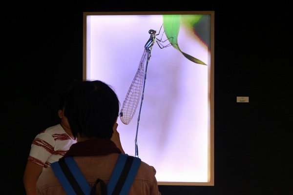 Pameran Seni Foto: Dragonfly, Pengetahuan dan Citra