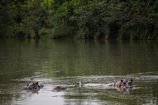 Ilmuwan Desak Pemerintah Kolombia Ambil Tindakan pada Kuda Nil Escobar
