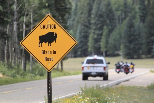 AS Tawarkan Relawan untuk Berburu Bison di Grand Canyon