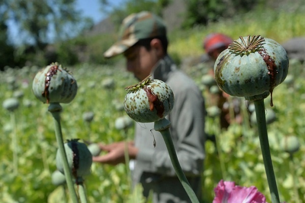 Taliban Berkuasa, Produksi Opium Afghanistan Diprediksi Meningkat