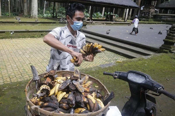 Monyet di Sangeh, Bali Kekurangan Pangan Alkibat Pandemi