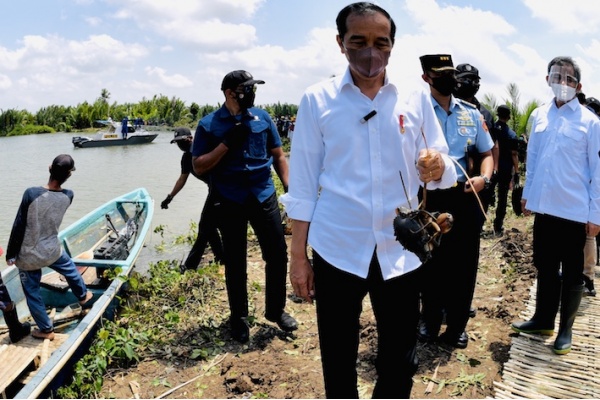 Jokowi Lepaskan Tukik dan Tanam Mangrove di Cilacap