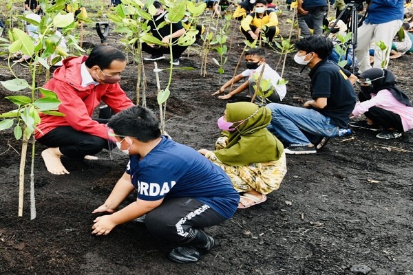 Jokowi Tanam Mangrove di Bengkalis, Riau