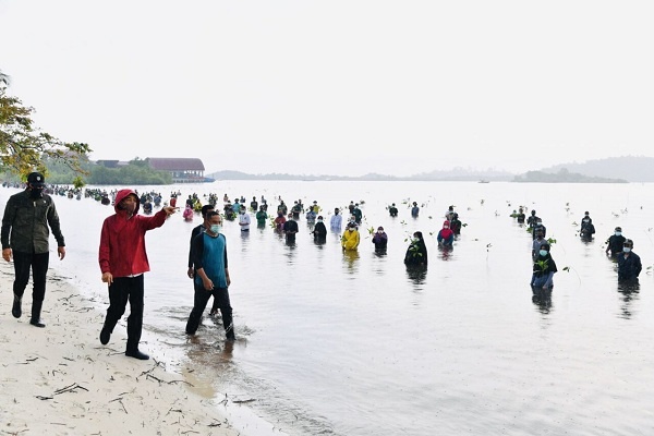 Jokowi Tanam Mangrove di Bengkalis, Riau
