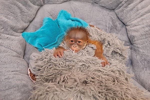 Para Ahli Bantu Induk Orangutan Yang Bermasalah Menyusui Anaknya