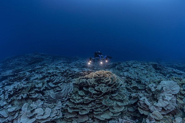 Terumbu Karang Masih Asli di Perairan Tahiti di Kedalaman Hingga 70 Meter